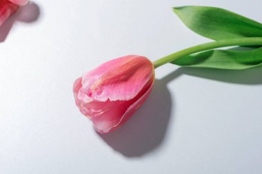 Beyaz arka planda pembe lale çiçeği, sert gölgeler..