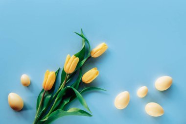 Sarı laleler ve mavi arka planda Paskalya yumurtaları. Üst görünüm, düz görünüm, kopyalama alanı.