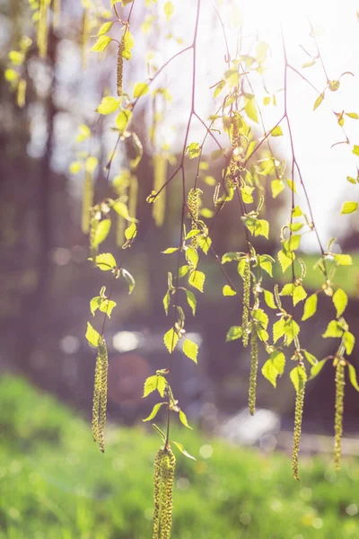 垂柳树叶遮挡阳光 自然春天的背景 软焦点 — 图库照片