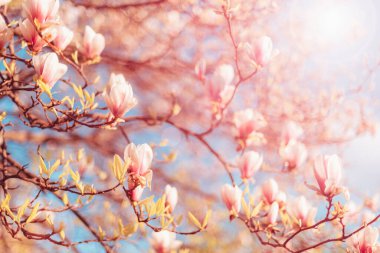 Güneş ışığında gökyüzüne karşı açılan manolya dalları. Bahar arkaplanı, seçici odak.