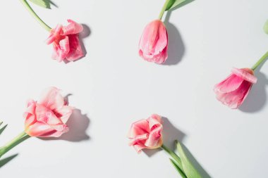 Beyaz arka planda pembe lale çiçekleri, sert gölgeler. Üst manzara, düz uzanma