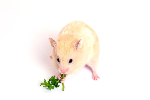 Cute fluffy hamster eating green leaf. Isolated on white background, close up — Stock Photo, Image
