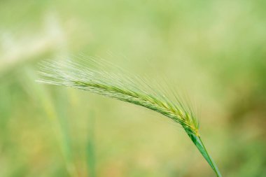 Yeşil bulanık arkaplandaki dikenler. Yazın yeşil alan. Seçici odak.