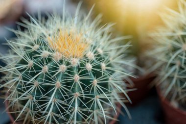 Echinocactus Grusonii, güneş ışığında altın fıçı kaktüs, yakın plan..