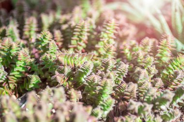 Crassula Capitella, Kızıl Pagoda bitkisi. Yakın çekim, seçici odaklanma. Yüzeyin derinliği. Doku veya arkaplan.