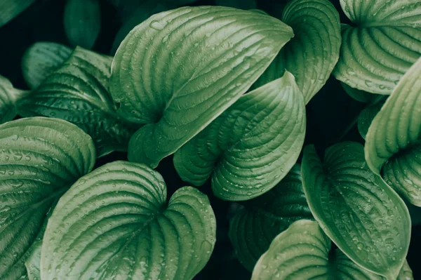 荷斯塔植物绿叶 有露珠 自然背景 — 图库照片