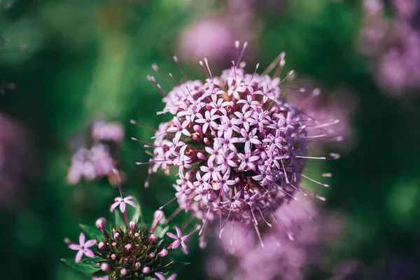 Phuopsis stylosa yazın açan mor çiçek. Kapatın. Seçici odaklanma. Sığ alan derinliği.