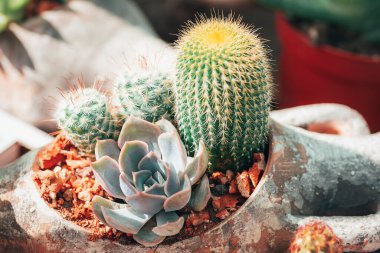 Tencerede çeşitli küçük kaktüsler. Kapat..