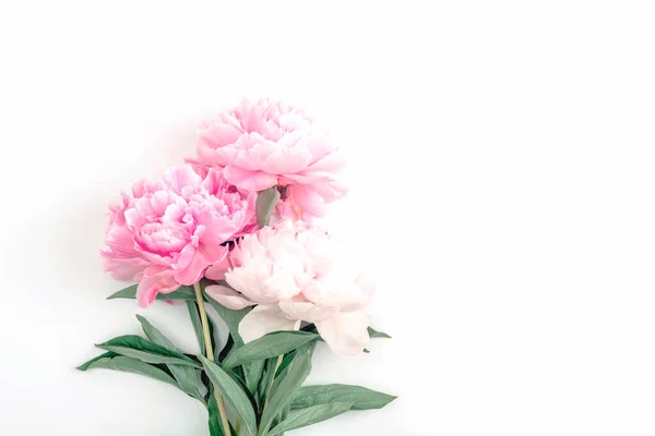 Pink Peony Flowers White Background Copy Space Top View Stock Image