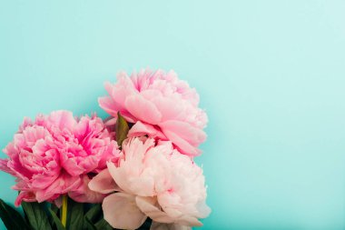 Pink peony flowers on light blue background with copy space. Top view.