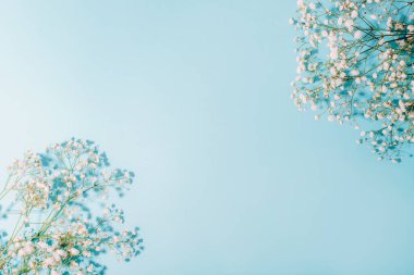White gypsophila flowers on light blue background in sunlight. Top view, flat lay, copy space.