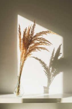 Pampas grass in glass vase with light and shadow. Minimal composition.