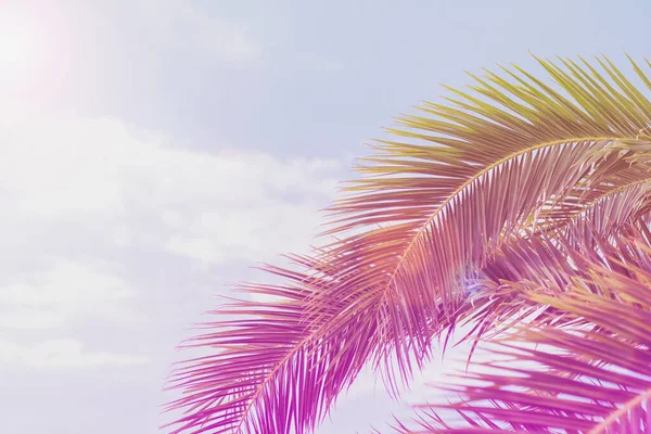 Tropical Palm Tree Sunlight Blue Sky Clouds Abstract Background Summer — 图库照片