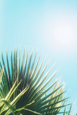 Güneş ve mavi gökyüzüne karşı palmiye yaprağı, soyut arkaplan. Yaz tatili, seyahat konsepti. Boşluğu kopyala.
