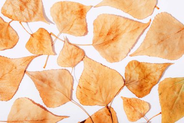 Sarı sonbahar yaprakları beyaz arka planda güneş ışığında. Sonbahar konsepti. Üst görünüm.