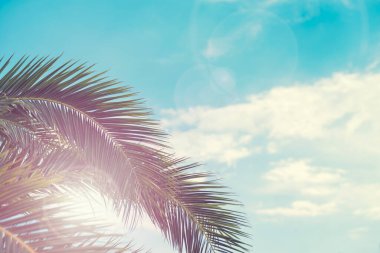 Tropik palmiye ağacı, mavi gökyüzünde, bulutlu, soyut arka planda. Yaz tatili, seyahat konsepti.