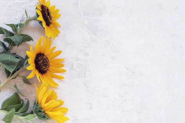 Three yellow sunflowers on white textured background with copy space. Top view, flat lay.