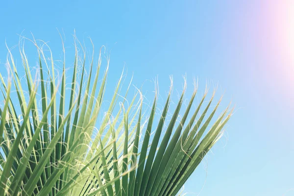 棕榈叶在阳光下映衬蓝天 暑假背景 — 图库照片
