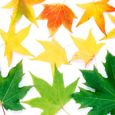 Beyaz arkaplanda yeşil, sarı ve kırmızı sonbahar yaprakları.