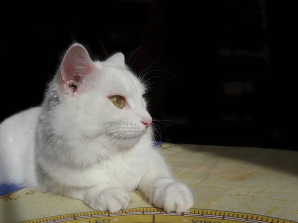 Beyaz Kedi Türk Angora Yana Bakıyor Siyah Arka Planda Beyaz — Stok fotoğraf