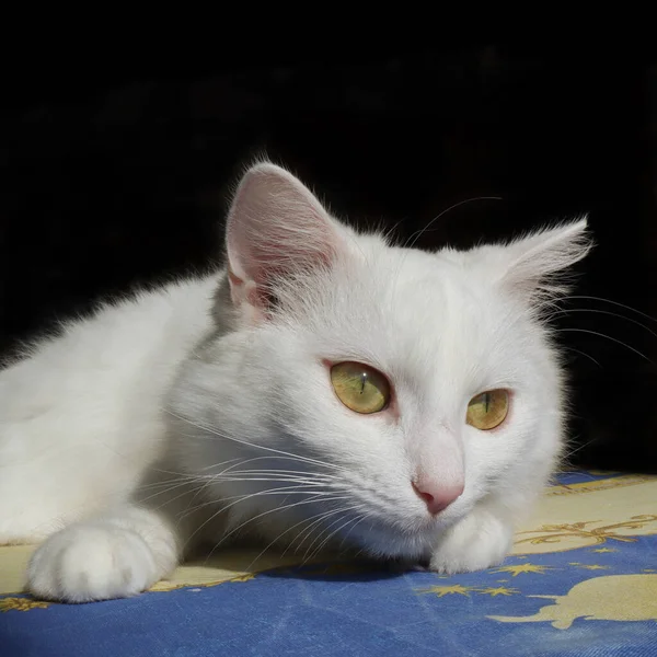 Weiße Katze Türkisch Angora Schaut Zur Seite Weiße Flauschige Katze — Stockfoto