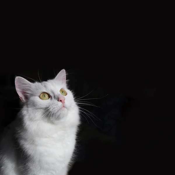 Witte Kat Turkse Angora Kijkt Naar Zijkant Witte Pluizige Kat — Stockfoto