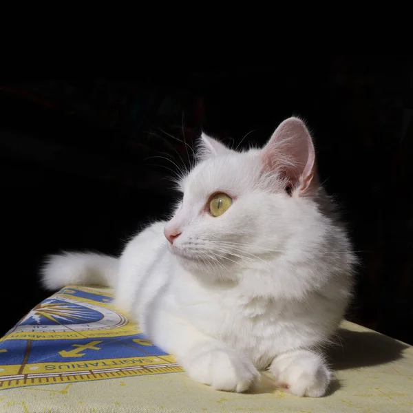 Witte Kat Turkse Angora Kijkt Naar Zijkant Witte Pluizige Kat — Stockfoto