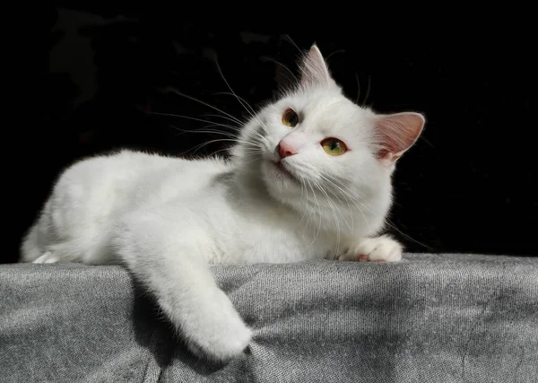 Witte Kat Turkse Angora Kijkt Naar Zijkant Witte Pluizige Kat — Stockfoto