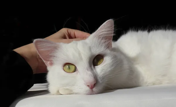 Fluffy Gatto Bianco Angora Turca Uno Sfondo Nero — Foto Stock
