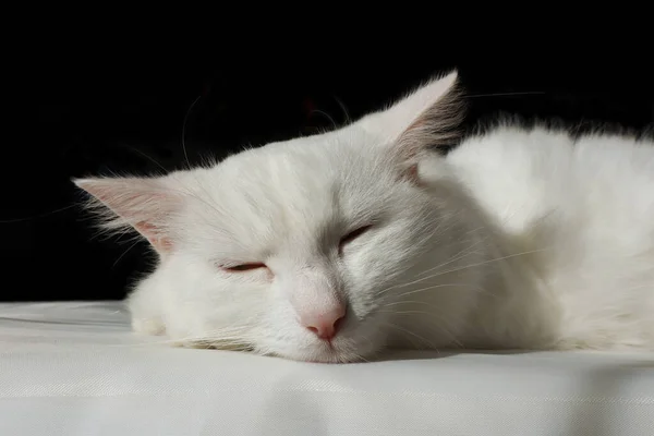 Chat Blanc Moelleux Turkish Angora Sur Fond Noir Chat Blanc — Photo