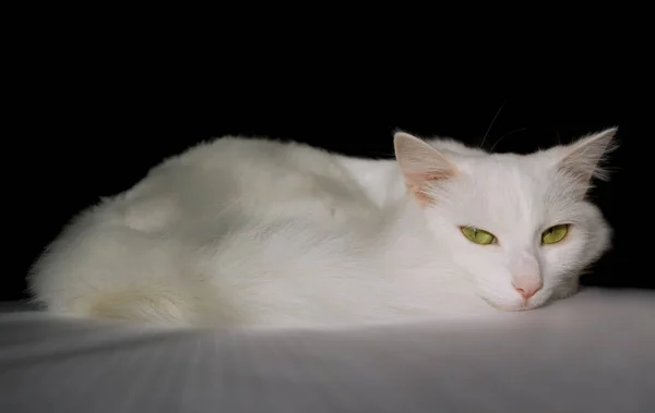 Witte Pluizige Kat Turkse Angora Liegt Witte Kat Een Zwarte — Stockfoto