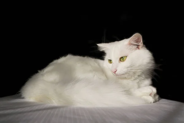 Bianco Soffice Gatto Turco Angora Trova Gatto Bianco Sfondo Nero — Foto Stock