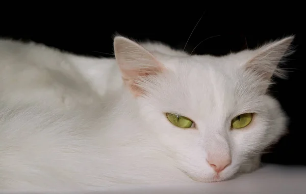 Die Weiße Flauschige Katze Turkish Angora Lügt Weiße Katze Auf — Stockfoto