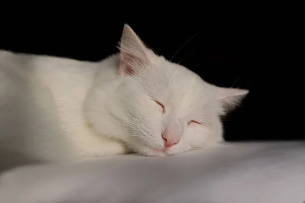 Witte Pluizige Kat Turkse Angora Liegt Witte Kat Een Zwarte — Stockfoto