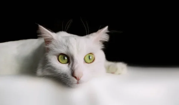 Weiße Katze Auf Schwarzem Hintergrund Weiße Türkisch Angorakatze Mit Offenen — Stockfoto