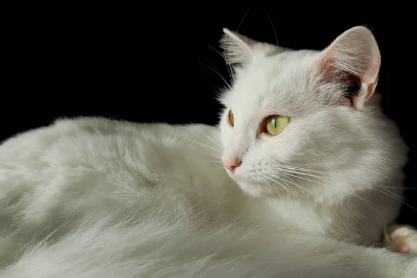 Witte Turkse Angora Kat Een Zwarte Achtergrond — Stockfoto