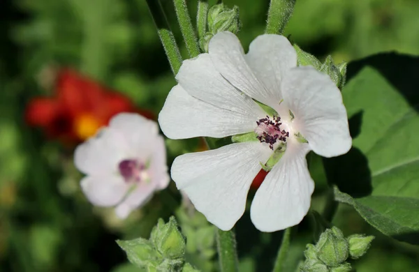 Белый Цветок Герань Саду — стоковое фото