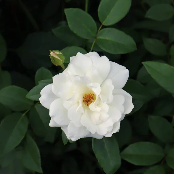 庭の白いバラの花 — ストック写真