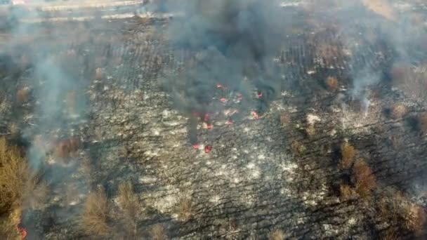 Lesní požár. Spálená suchá tráva divoký oheň — Stock video