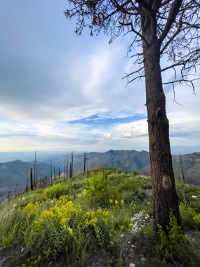 Mt. Dağın zirvesinden bak. Yaban çiçekli limon ve yanmış ağaçlar, dikey görüntü. 