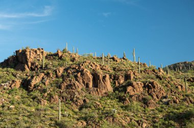 Saguaro Kaktüsü Sonoran çöl manzarasında tepede