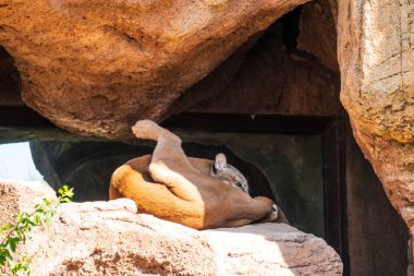 Dağ aslanı kendini yalamak için bir bacağını kaldırır.