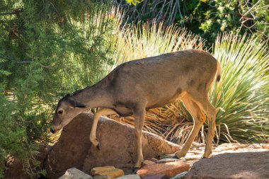 Geyik çöl ortamında dolaşır.