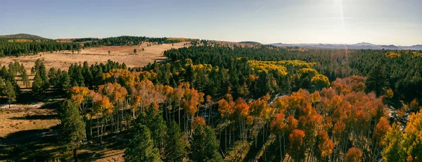 Panorama of autumn colored trees in Arizona with sun rays