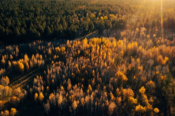 Πράσινα πεύκα και χρυσές λεύκες στο ζεστό φως του ηλιοβασιλέματος, εναέρια — Φωτογραφία Αρχείου