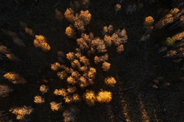 Πάνω κάτω εναέρια άποψη των χρυσαφένιων δέντρων και των μακριών σκιών τους — Φωτογραφία Αρχείου