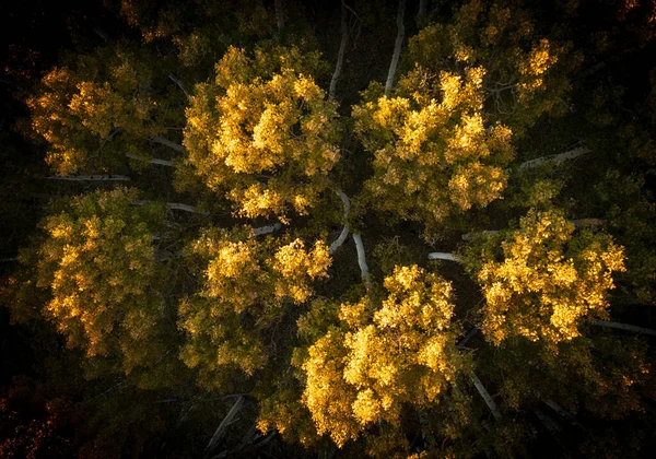 Vista aérea de cima para baixo das árvores douradas de álamo e seus troncos brancos — Fotografia de Stock