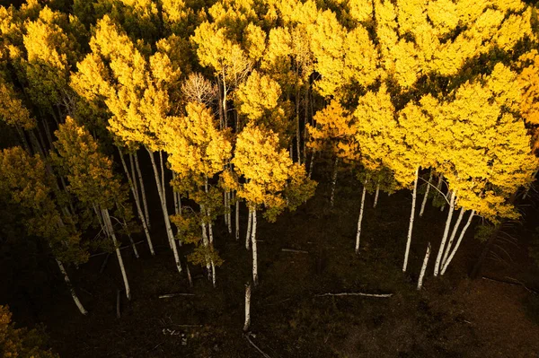 Birdseye άποψη του άλσους aspen σε χρυσά χρώματα πτώση — Φωτογραφία Αρχείου
