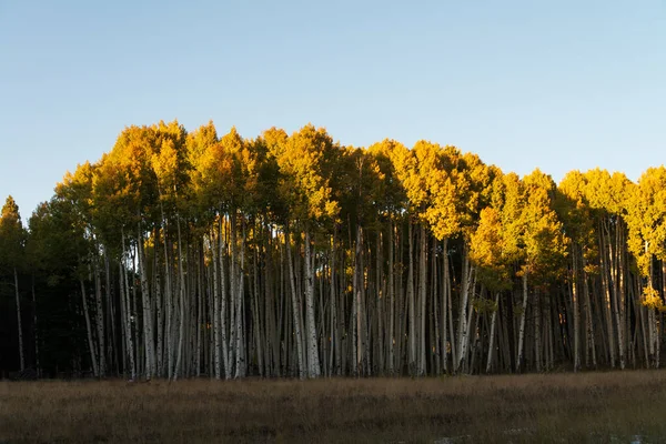 Złoty las osikowy z dramatycznym oświetleniem — Zdjęcie stockowe