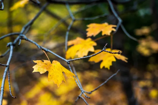 枝叶上残存的黄叶，秋天的芬芳. — 图库照片